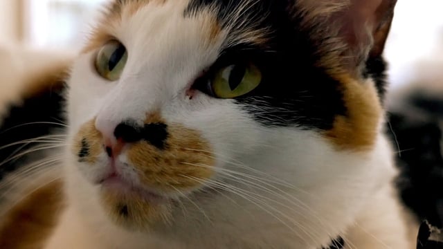 Dancing Cat Profile: Bella