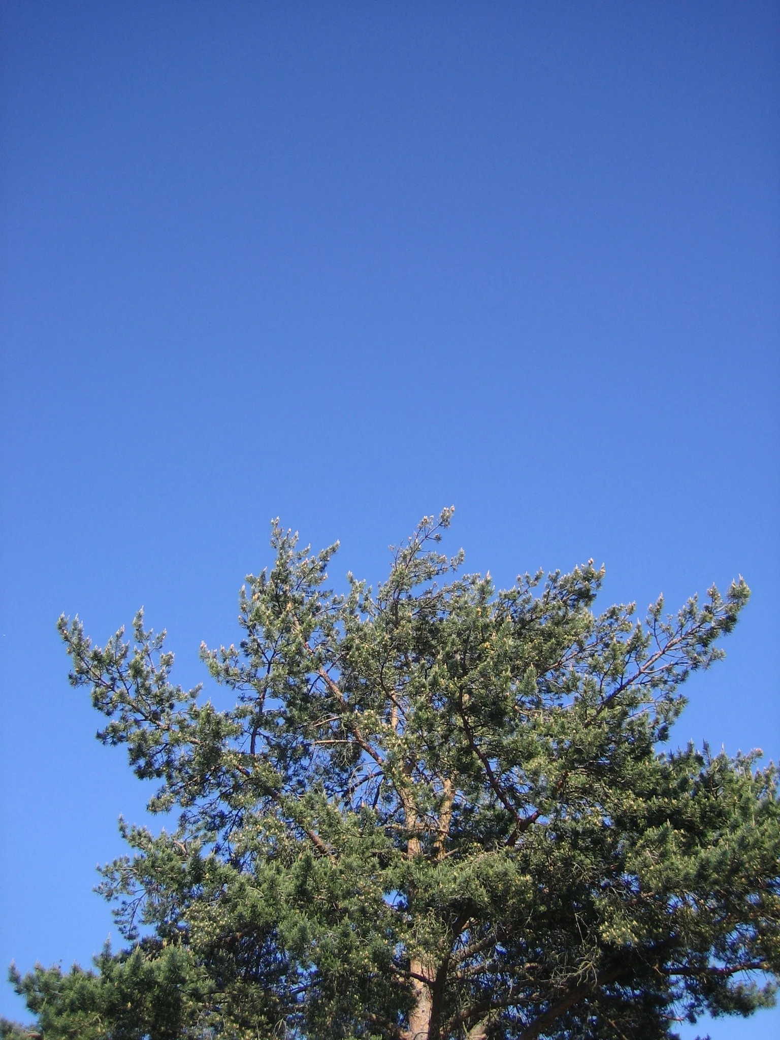 IMG_2565.JPG