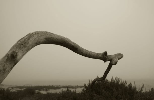 Luís Barreira Rio Tejo, 2015 série: no parque fotografia