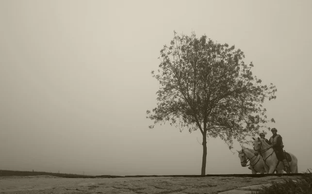 Luís Barreirano parque, 2015fotografia digital