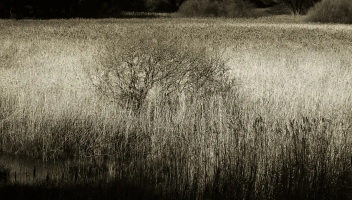 Luís Barreira Caniçal - Lagoa de Albufeira, 2014 fotografia