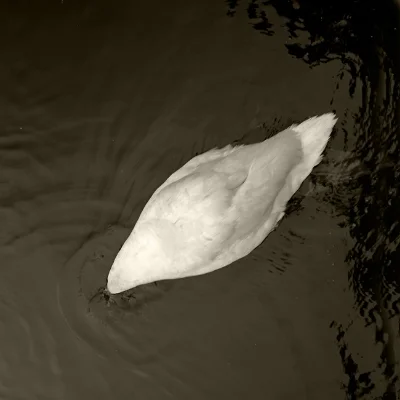 Luís Barreira White Swan , Bath, 2014 fotografia arquivo: 08_8132, 2014