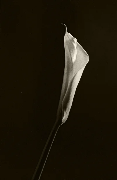 Luís Barreira Jarro, 1999 série: still life fotografia Gelatin-Silver Print arquivo: F_413_17739, 1999