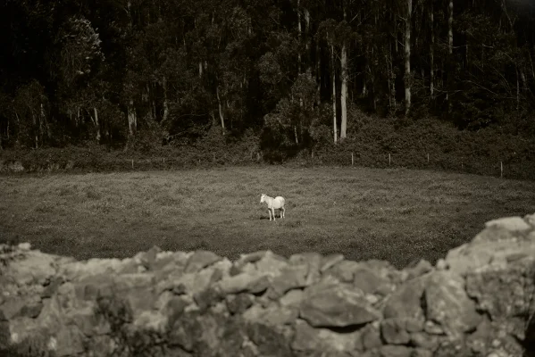 Luís Barreira Unicórnio , Quinta do Pisão, 2016 Fotografia arquivo: 05_26_NK-13066, 2016