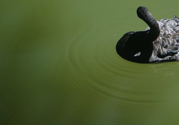 Luís Barreira Black Swan , Palácio da Pena, Sintra, 2016 Fotografia arquivo: 06_0352, 2016
