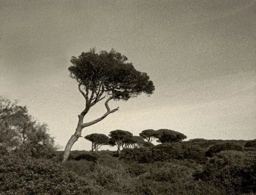 Luís Barreira árvores, 1992 Fotografia Gelatin Silver Print
