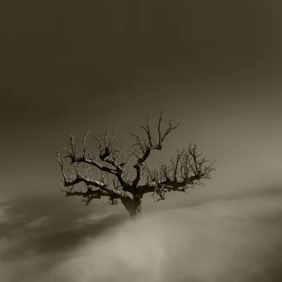 Luís Barreira A morte de um sobreiro, 2015 Fotografia