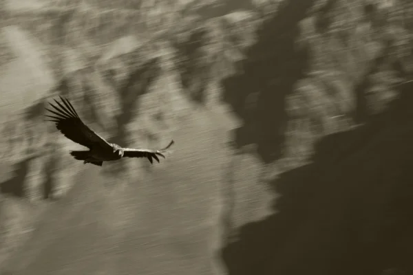 Luís Barreira Condor - Vale do Colca - Perú Fotografia