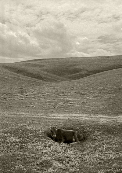  Luís Barreira cow, 1996 Mongólia Fotografia Gelatin Silver print