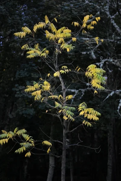 Luís Barreira s/título, 2013 Vidago Fotografia série: "quando estas árvores se desnudam descobrem as minhas raízes"
