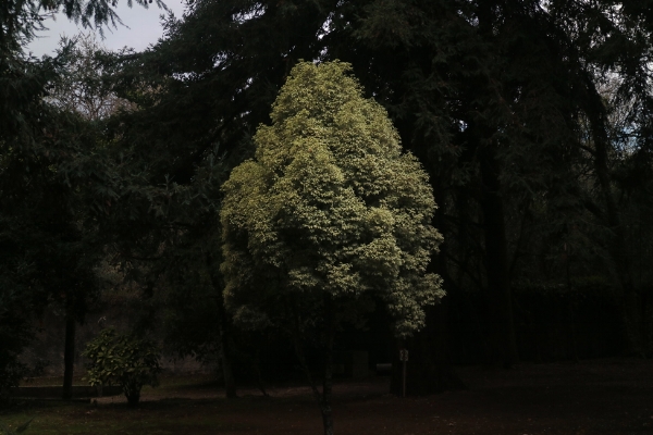 Luís Barreira Procurando Musa Quinta da Ribafria, Sintra, 2016 Fotografia