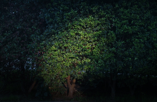 Luís Barreirano parque, Lisboa, 2016fotografiaarquivo: #11_3967, 2016