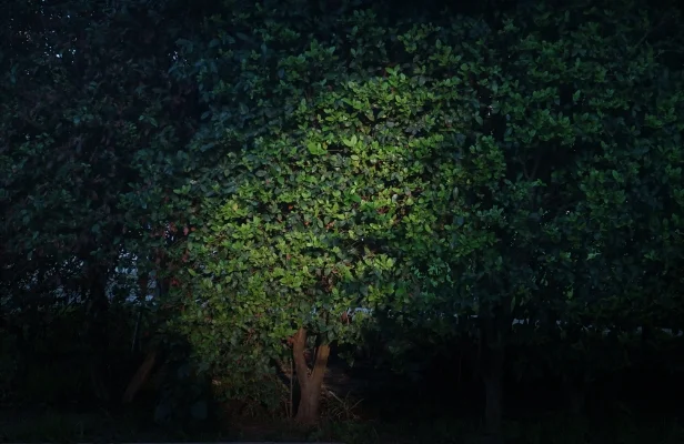 Luís Barreira no parque , Lisboa, 2016 fotografia arquivo: #11_3967, 2016