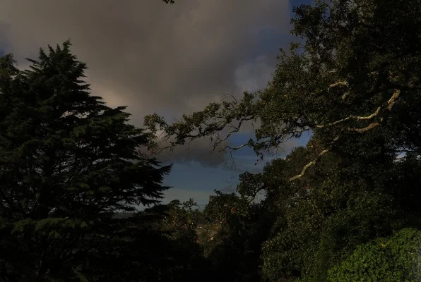 Luís Barreira Jardim de Monserrate, Sintra, 2013 Fotografia arquivo: 11_3675, 2013