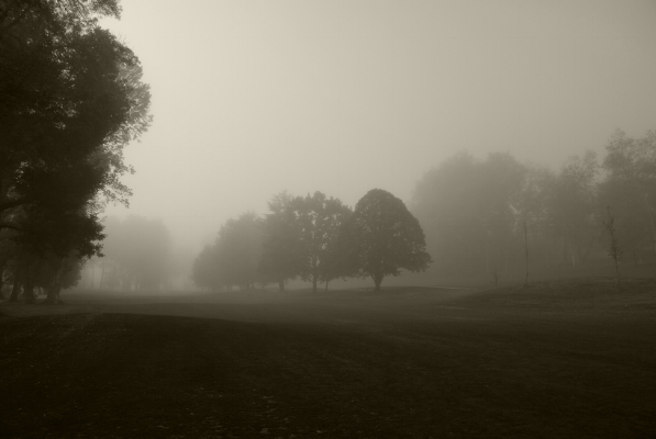 Luís Barreira Parque de Vidago, 2011 Fotografia série: "quando estas árvores se desnudam descobrem as minhas raízes" arquivo: 10_0030, 2011