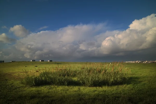 Luís Barreira Parque das Nações - Norte, 2016 série: no parque arquivo:11_3795, 2016