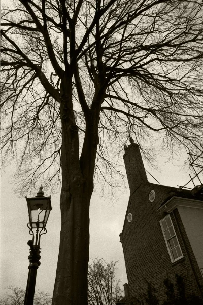 Luís BarreiraTree in York, 1987FotografiaGelatin Silver printarquivo: F_036_4968, 1987