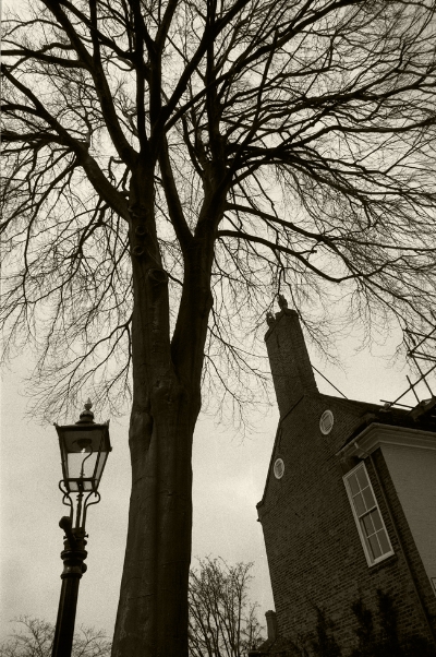 Luís Barreira Tree in York, 1987 Fotografia Gelatin Silver print arquivo: F_036_4968, 1987