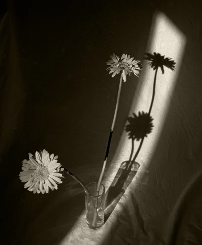 Luís Barreira Gerberas, 1991 Fotografia Gelatin Silver print série: Still Life arquivo: F_131_10012, 1991