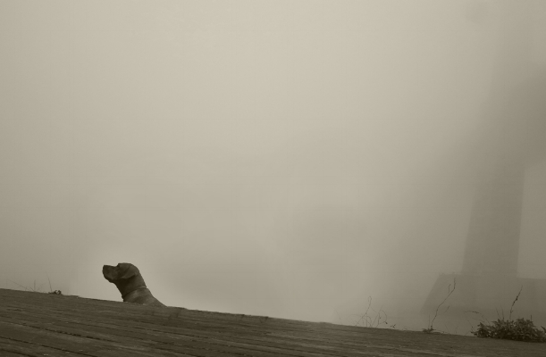 Luís Barreira "perro semihundido", 2015 Homenagem a Goya Fotografia série: street photography arquivo: 11_13_IMG_5699, 2015