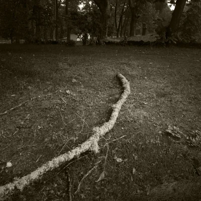 Luís Barreira untitled , 13 Vidago série: "quando estas árvores se desnudam descobrem as minhas raízes" Fotografia arquivo: 10_24_IMG_3378, 2013