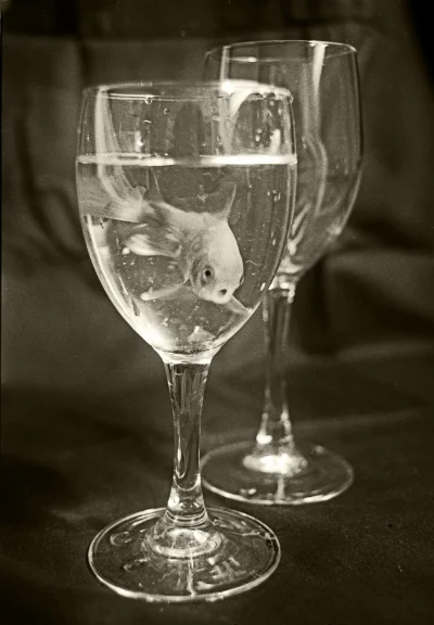 Luís Barreira Red Fish, 1989 Série: Fotografia Gelatin Silver print arquivo: F_083_15904, 1989
