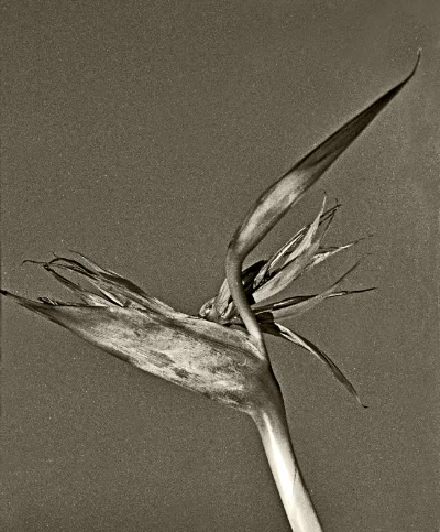 Luís Barreira Strelitzia reginae , 2002 Série: Still Life Fotografia Gelatin Silver print arquivo: F_516_2877, 2002