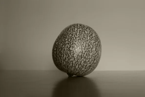 Luís Barreira Abóbora de Chila ( Cucurbita ficifolia ), 2018 série: Still Life Fotografia arquivo: 2018_09_22_DSCF9684