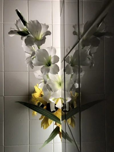 Luís Barreira flowers, 2018 série: Fotografia arquivo: 2018_10_18_IMG_4608 IPhone 8