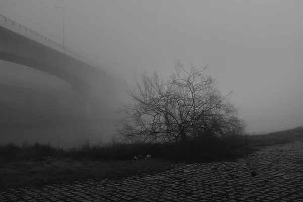 Luís Barreira Viaduto Parque das Nações, 2018 série: no parque Fotografia arquivo: 2018_11_30_DSCF0797