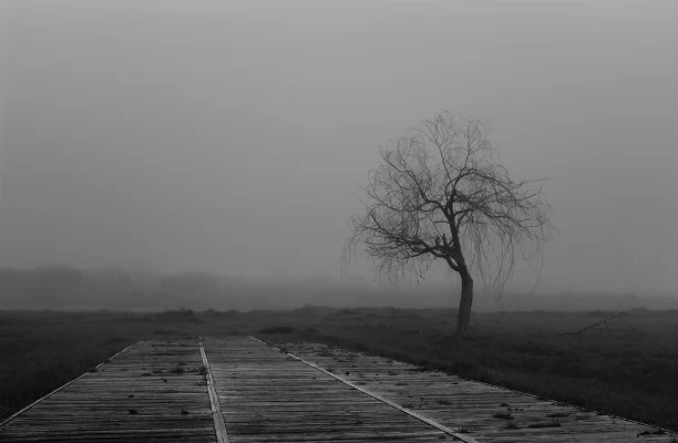 Luís Barreira árvore, 2018 série: no parque Fotografia arquivo: 2018_11_27_DSCF0414