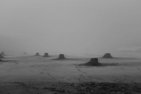 Luís Barreira abate, 2018 série: no parque Fotografia arquivo: 2018_12_05_DSCF0991