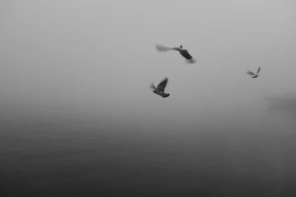 Luís Barreira pombas, 2019 série: no parque Fotografia arquivo: 2019_01_02_DSCF1456