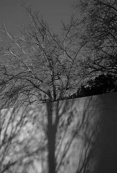 Luís Barreira shadows II, 2019 série: no parque Fotografia arquivo: 2019_01_26_DSCF1670