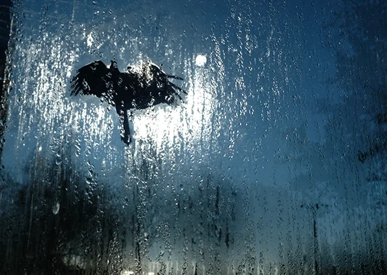 Luís Barreira ave, 2019 série: no parque Fotografia arquivo: 2019_01_26_DSCF1685