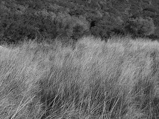 Luís Barreira s/título, 2019 Quinta do Pisão série: ars natura Fotografia arquivo: 2019_02_24_IMG_0589