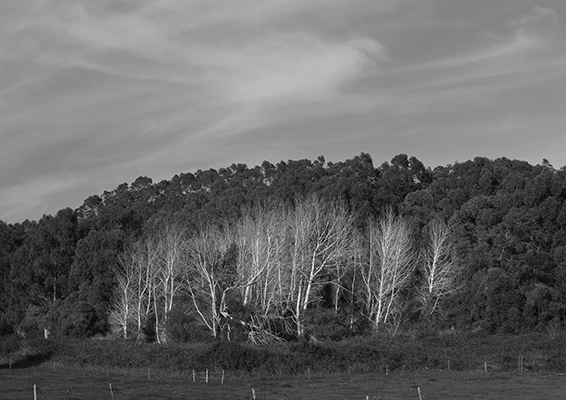 Luís Barreira white woods, 2019 Quinta do Pisão série: Landscapes Fotografia arquivo: 2019_02_24_IMG_0592