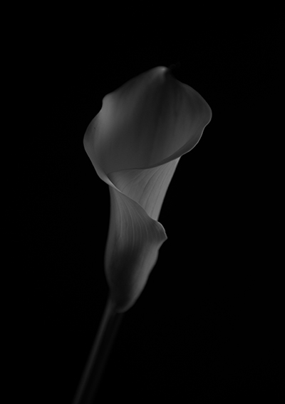 Luís Barreira Jarro, 2019 série: still life Fotografia arquivo: 2019_04_30_NK2_3546