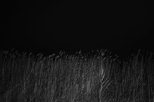 Luís Carvalho Barreira untitled, 2019 série: Fotografia arquivo: 2019_07_21_DSCF3199 câmara: Fujifilm X100F