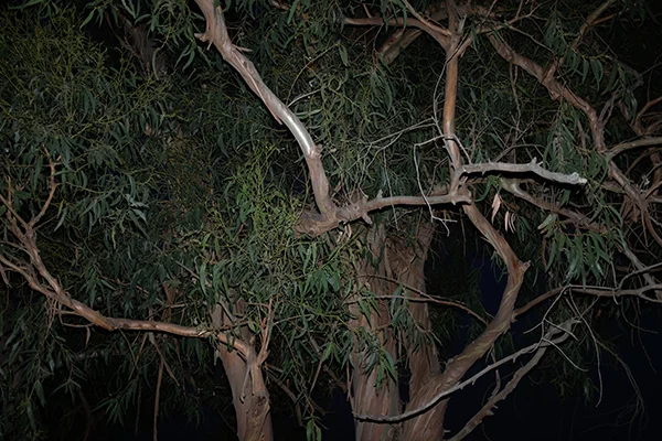 Luís Carvalho Barreira eucalipto, 2019 série: Fotografia arquivo: 2019_07_21_DSCF3198 câmara: Fujifilm X100F
