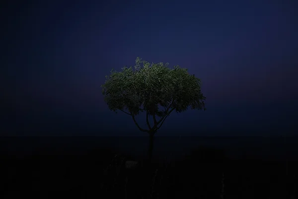 Luís Carvalho Barreira árvore, 2019 série: Fotografia arquivo: 2019_07_21_DSCF3196 câmara: Fujifilm X 100F