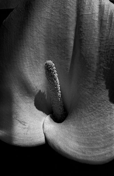 Luís Carvalho Barreira jarro, 1990 serie: still life Fotografia Gelatin Silver print arquivo: 1990_FOLIO_133_10084