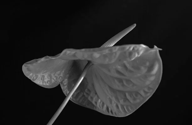 Luís Carvalho Barreira Antúrio, 2018 serie: Flowers arquivo: 2018_02_27_NK1_9329 câmara_ Nikon D800