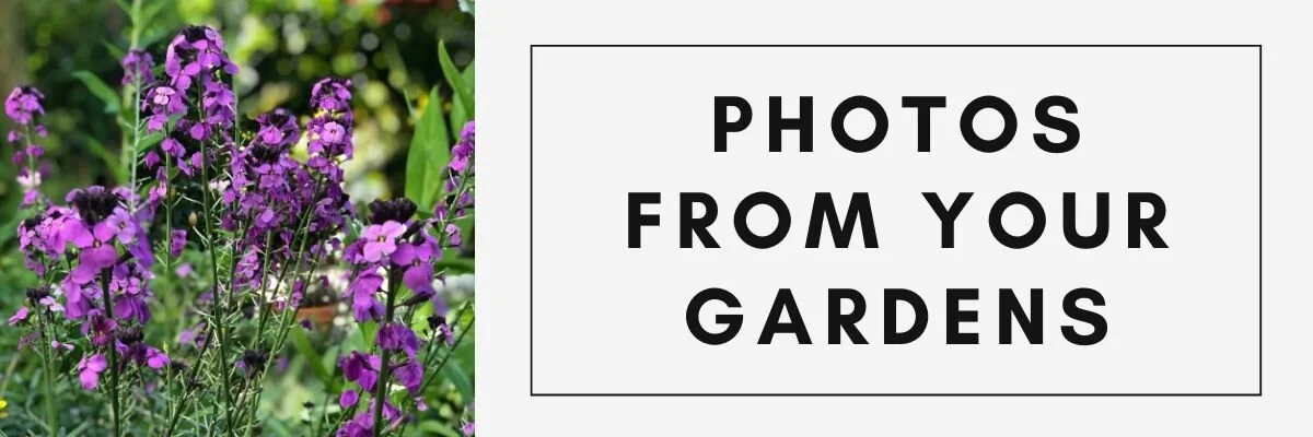 Photos from your gardens.jpg