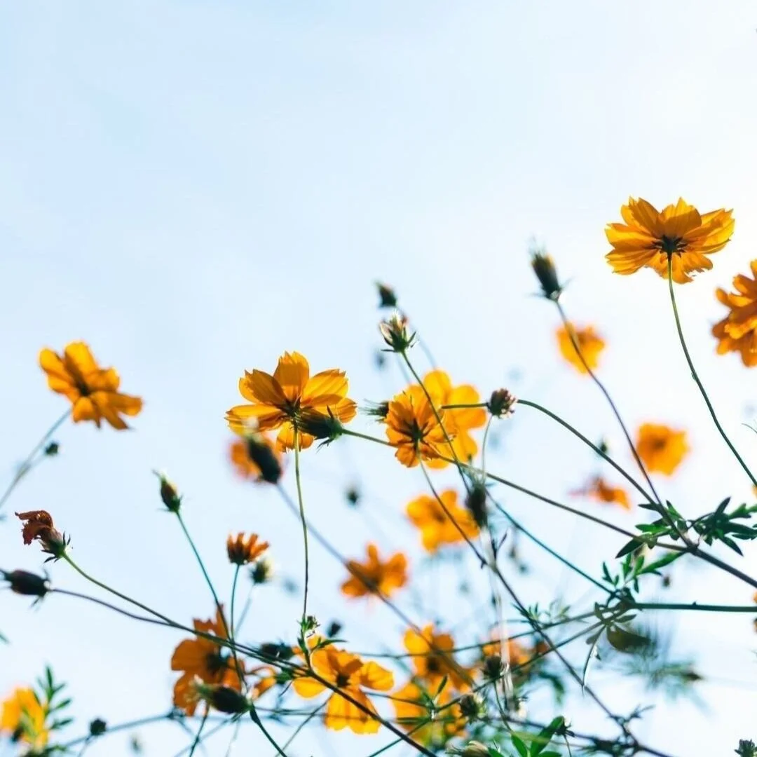 Tips for Spring  