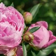 NGS Reopening in the Vale   