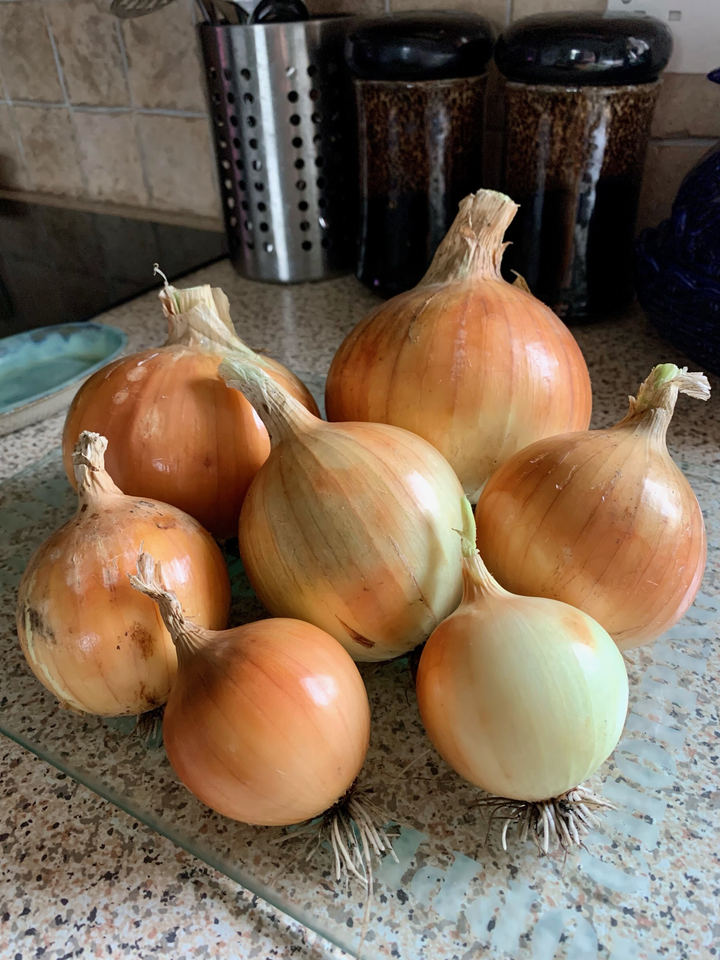  Onions grown for the first time by Cherrill Barrett 