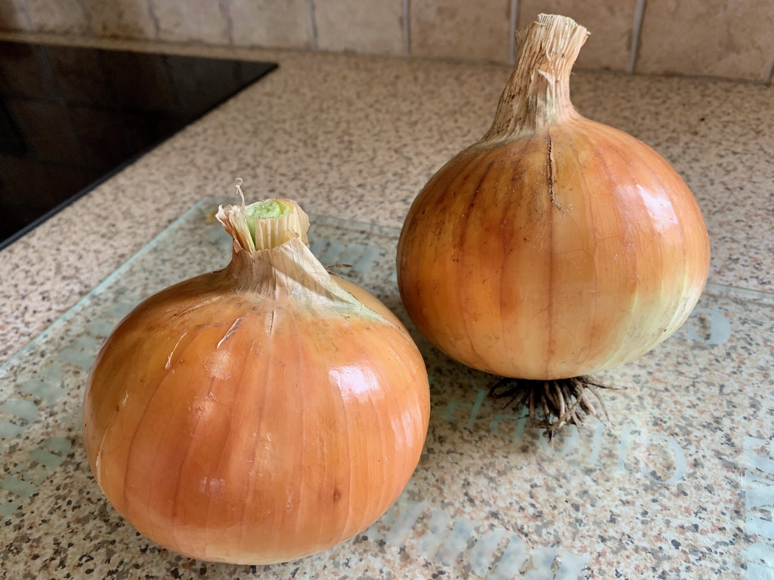  Onions grown for the first time by Cherrill Barrett 