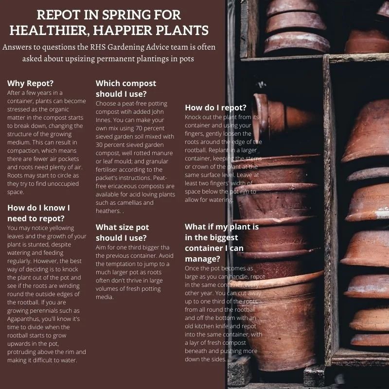 Repotting Tips for Spring