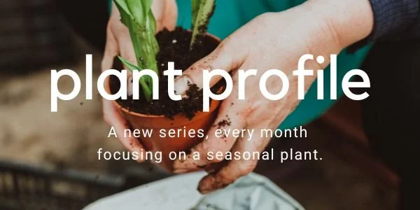 August Plant Profile 